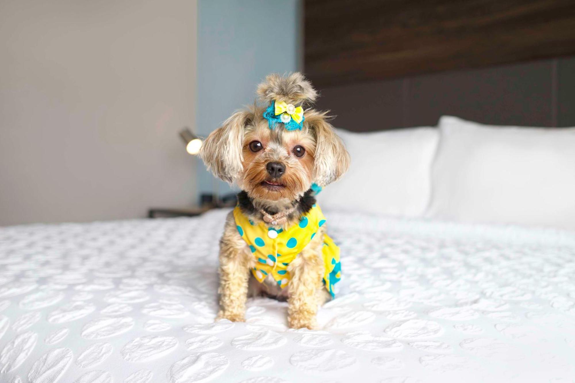 ホテル Tru By Hilton Toronto Airport West ミシサガ エクステリア 写真